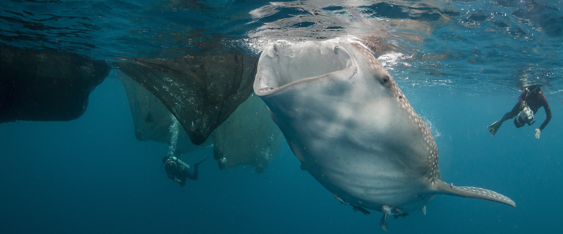 Cruzeiros de mergulho em Cenderawasih Bay