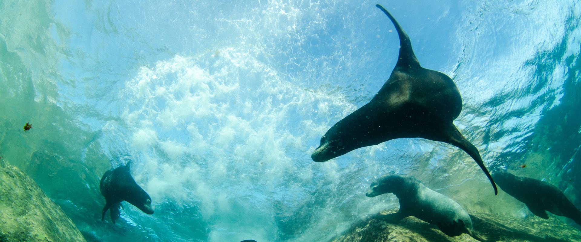 Liveaboard-Tauchen in La Paz