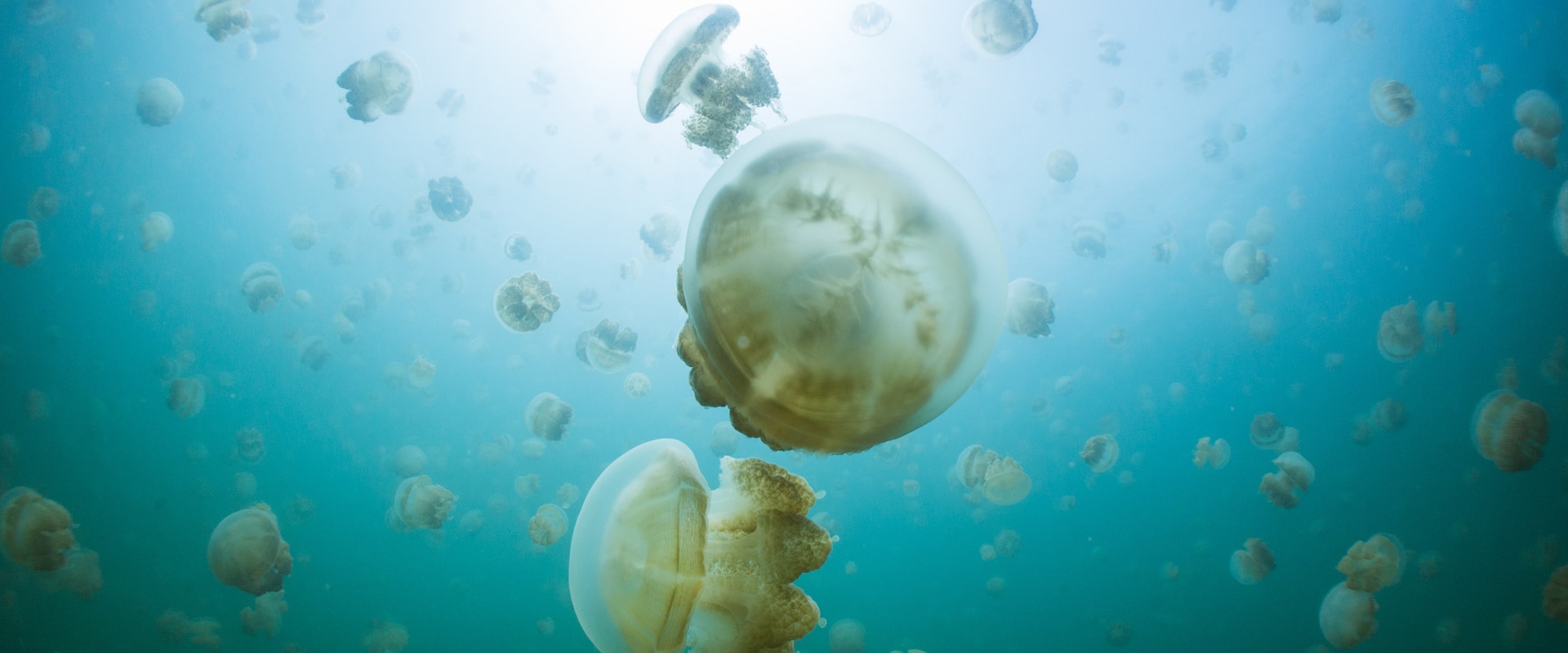Meduse Lago Crociere Subacquee