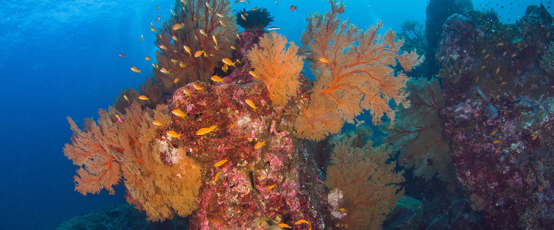 Buceo a bordo en Burma Banks