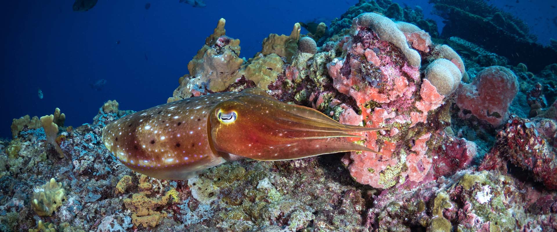 Walindi Buceo vida a bordo
